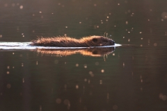Eurasian beaver in water